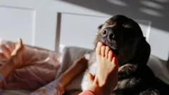 犬が夜中に飼い主を起こす理由：思ったほど単純ではない