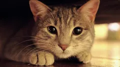 なぜ猫の目は暗闇で光るのか：科学者が説明した