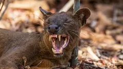 猫でも犬でもない：この動物は何者で、どうやってマダガスカルを席巻したのか？