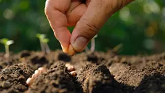 2月に何を植えるべきか:専門家が6種類の花と緑の種子を挙げた