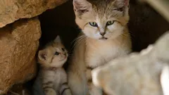 犬のように吠え、砂漠にしか住まない――地球上で最も謎めいた猫