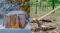 切り株を地面に残してはいけない理由：簡単に除去する4つの方法