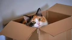 なぜ猫は箱をそんなに好きなのでしょうか?猫好きだけが知っている秘密