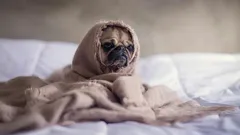 ペットも「冬の憂うつ」を感じることがある：飼い主も一緒に楽しめる遊び方