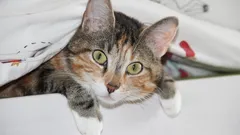 なぜ猫はそんなに好奇心旺盛なのか：動物学者が挙げた7つの理由