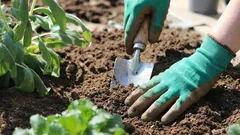 庭の痩せた土を救うには：肥沃さを回復する実証済みの方法