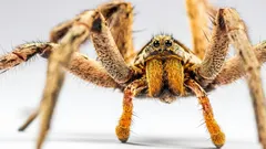 実際にあなたの家に何匹のクモが生息しているか