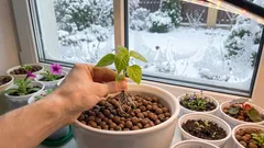 手間いらずで丈夫な花苗を育てる方法:冬に効果的な実証済みのコツ