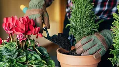 水やり不要でも咲く室内植物5選：ズボラさん向けセレクション