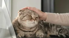 猫に正しく謝る方法：獣医師お墨付きのアドバイス