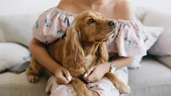 犬の愛情は想像以上に深い:言葉より雄弁なサイン