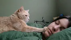 爪付き目覚まし時計：猫が毎朝飼い主を起こす理由