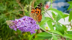2月にこの低木を植えれば、春にはミツバチとチョウを真っ先に引き寄せる存在に