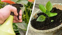 経験豊富な園芸家が苗に牛乳を散布する理由：その利点とは