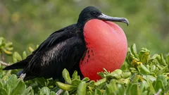 この鳥は飛びながら眠れる――生物学者がその仕組みを解説