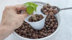 【粘土ボールなし】正しい排水層の作り方:経験豊富な花好きが教える節約術