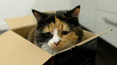 猫が悲しんでいるかを見分ける方法:専門家が挙げる6つのサイン